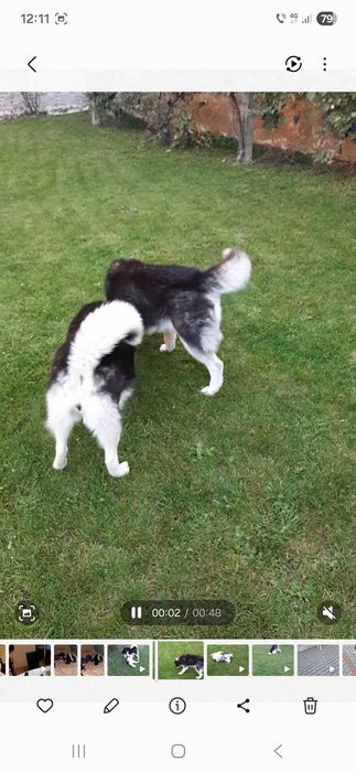 Husky Siberian rasa pura