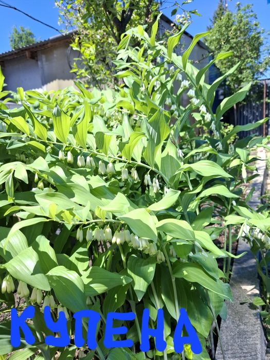 Цветы многолетники.