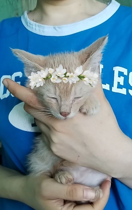 Пристраиваются котята в добрые и ответственные руки.