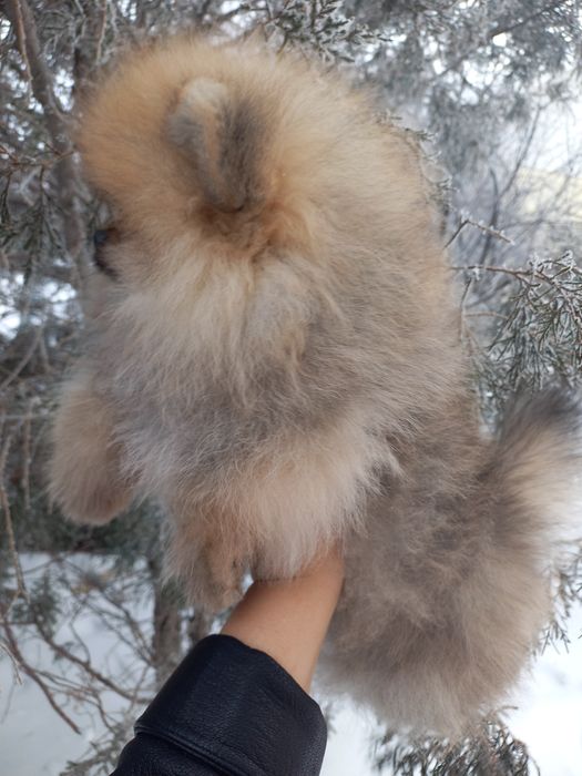 Продаётся меховой мальчик