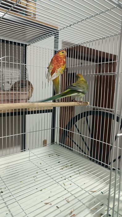 Певчие попугай Атласные