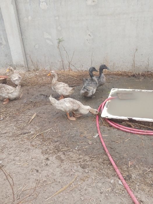 Продам утят двух месячные молодки