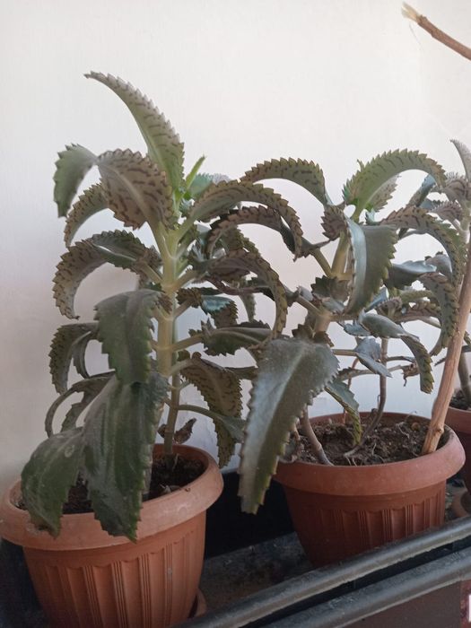 Продам лечебное каланхоэ-живое дерево,алоэ,золотой ус, сансевьерии и