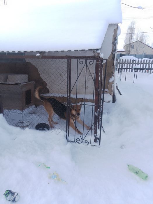 Собака 1000тг берде алып кет