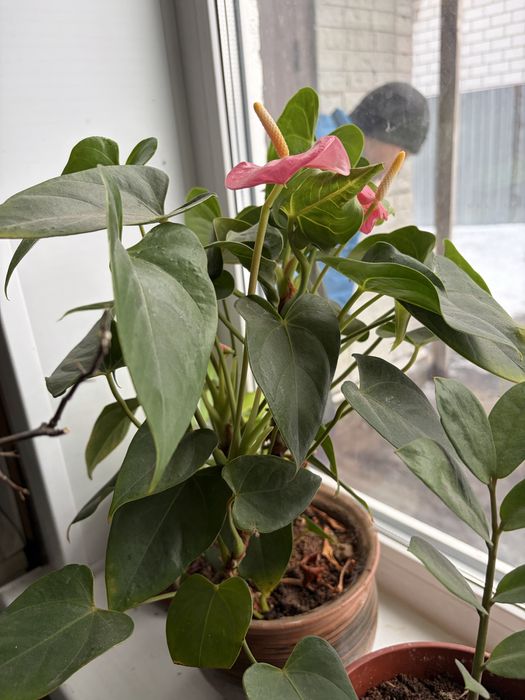 Продам комнатные цветы