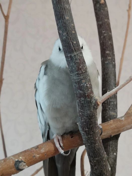 Корелла попугай белолицый пёстрый окрас