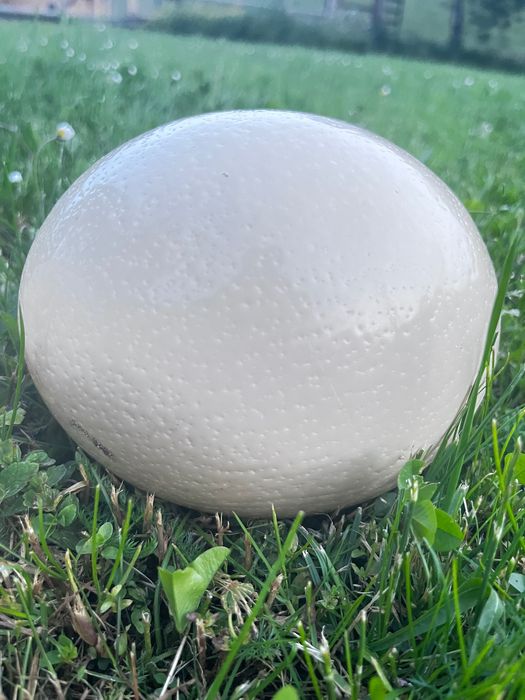 Ouă de struț pentru consum și incubat