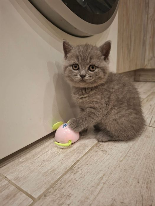Британско късокосместо коте