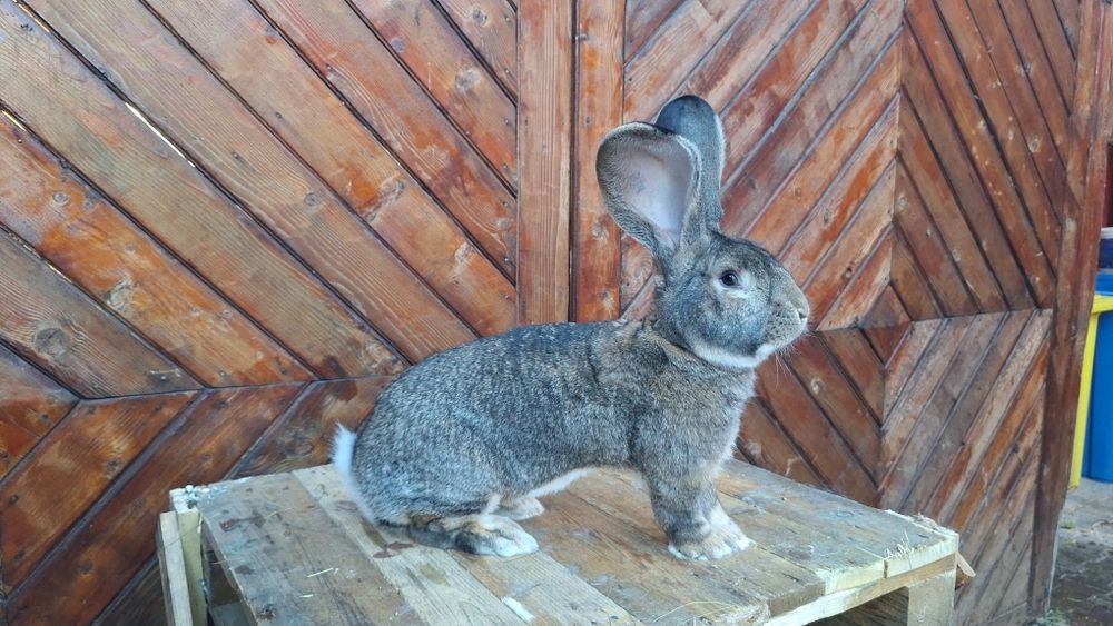 Mascul Urias german Gri