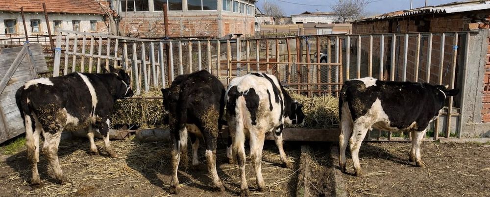 Свободни 4бр женски  едри телета по 300кг всяко.
