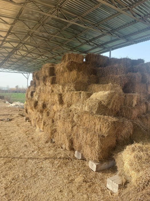 Беда сотилади. Нархи келишилган холда.