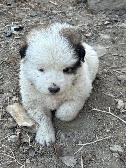 Алабай күшік 5 еу