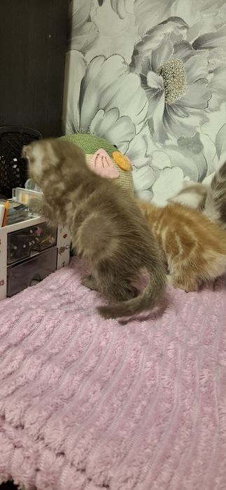 Шотландские вислоухие котята