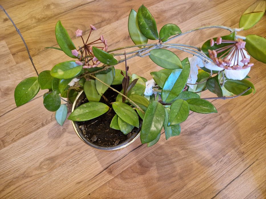 Floare de ceară (Hoya carnosa/ Lacrima maicii domnului)