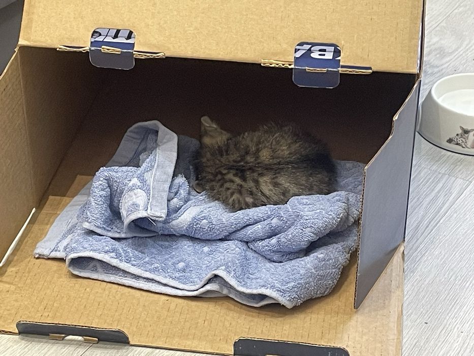 Котенок в добрые руки