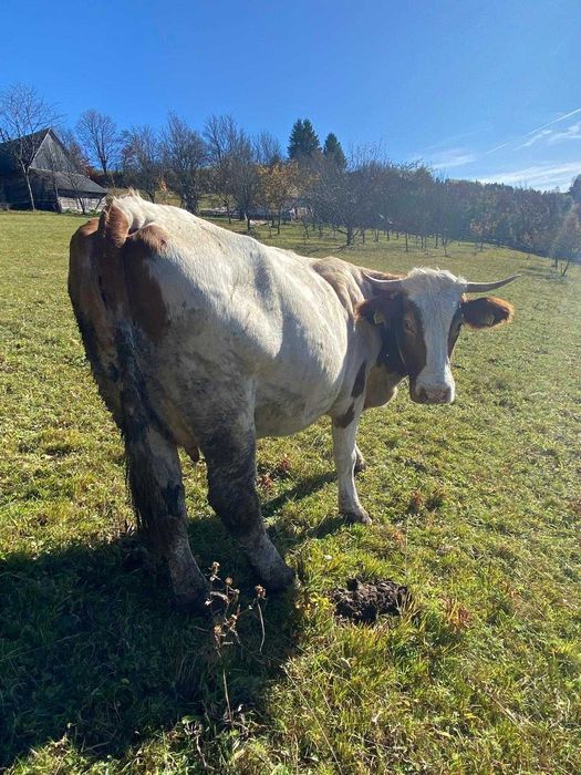 Vaca de vandut!!