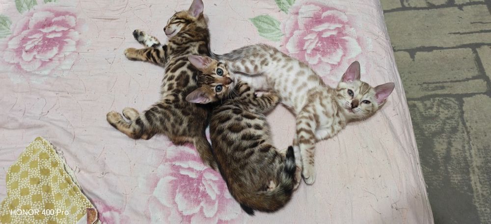 Бенгальские котята редкого окраса