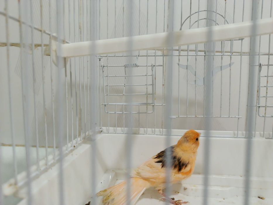 Канарейка молодой нар