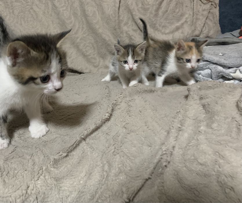 Отдам котят в добрые руки