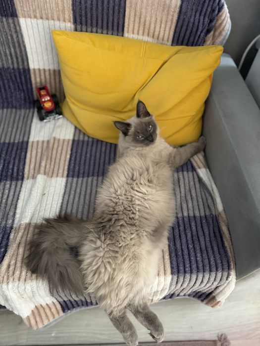 Пропал кот невская маскарадная в Каскелене