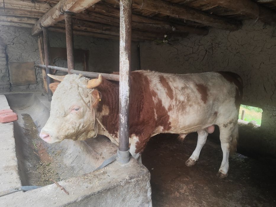 Rasiski smental tani sogʻ 550kg