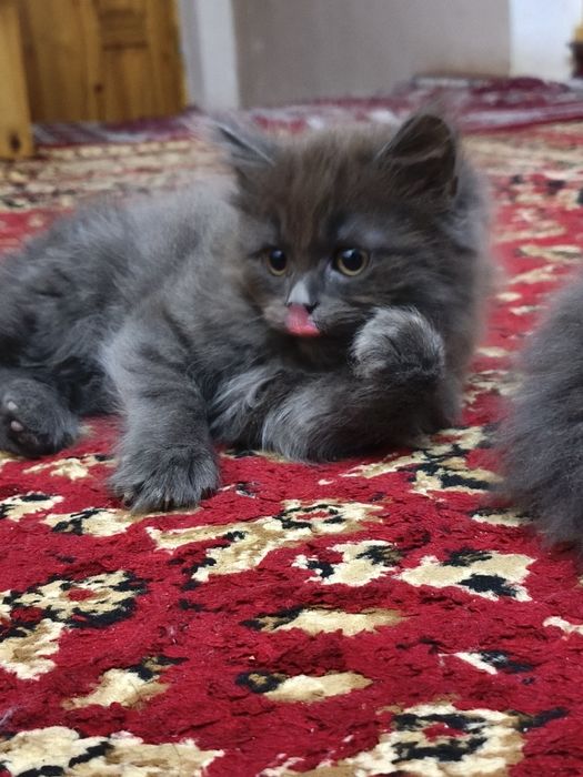 Scottish mushuklar sotiladi