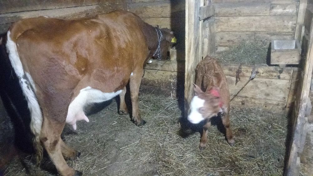 Vind  vaca cu vițel