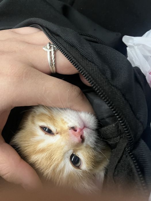 котенок 1,2 месяца