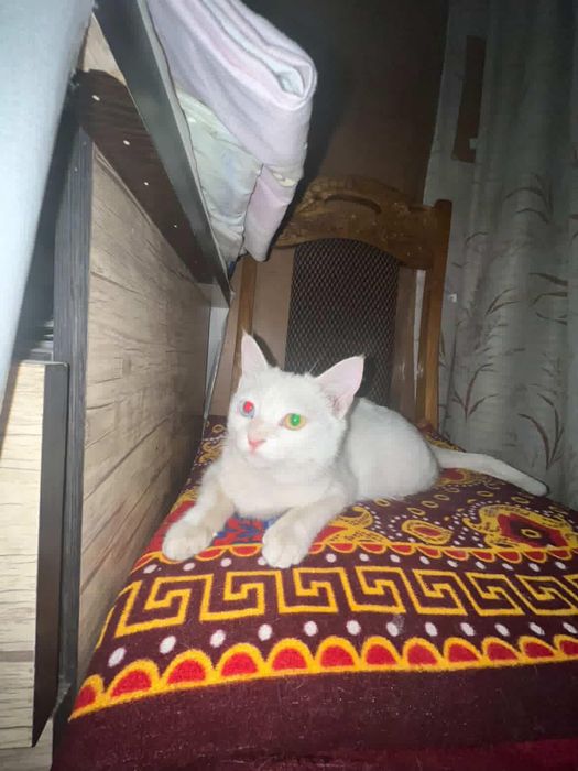 разноглазой кошка
