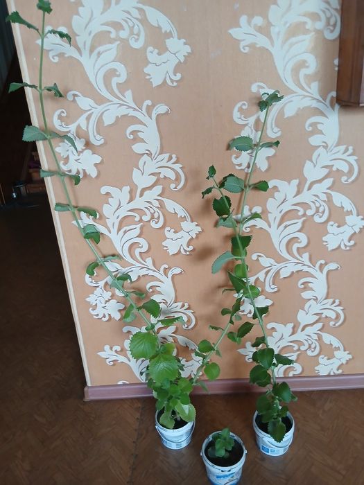 Цветы для дома разные.