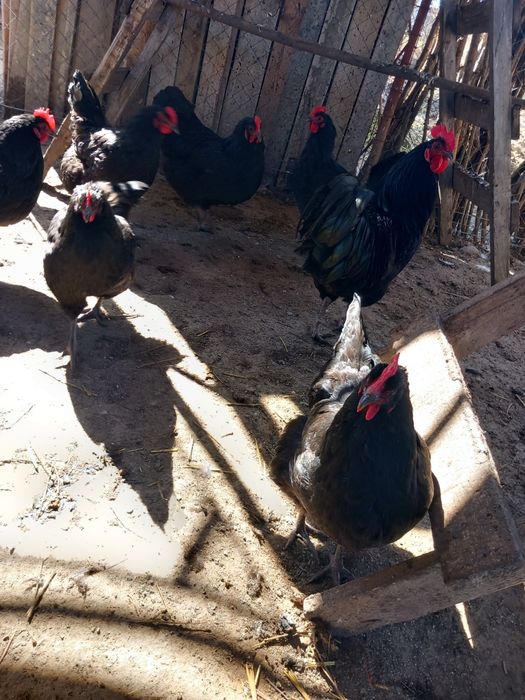 Ouă de incubat Australop