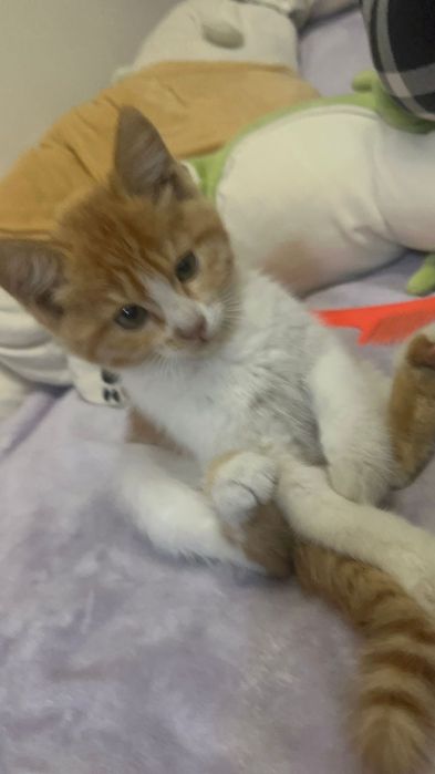 Котенок в добрые руки