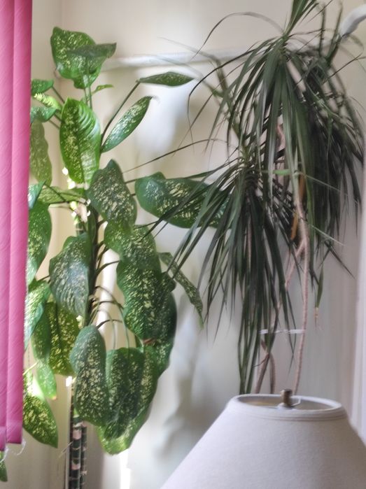 Финикова Палма    много голяма