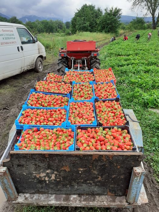 Продавам расад ягоди и малини само които цени българскот