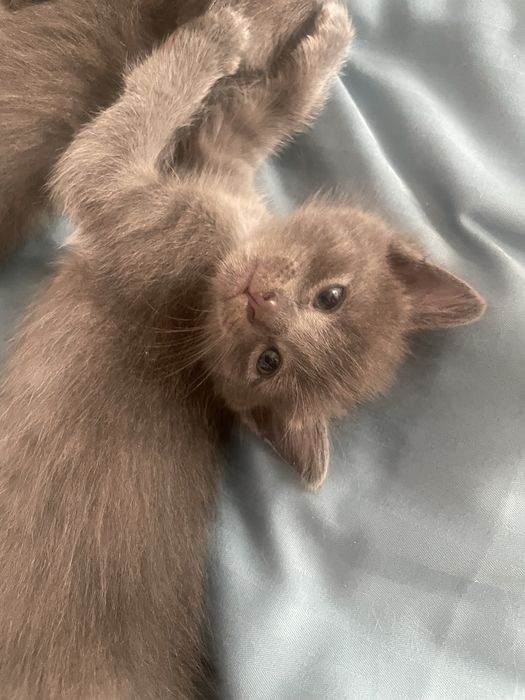 котята бесплатно девочки