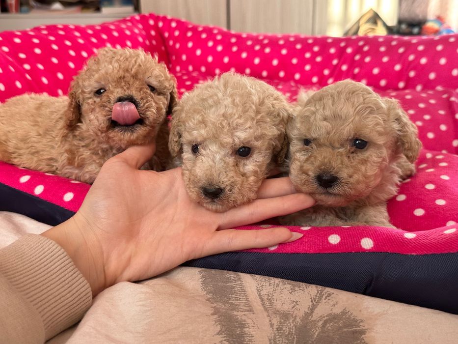 Той пудел, пуделчета