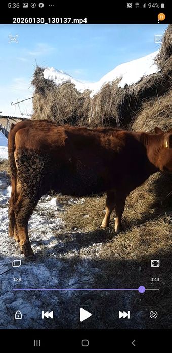 Телка год и восемь месяцев