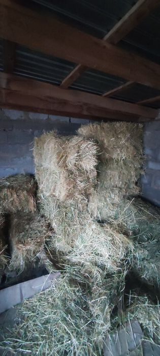 Табиғи пшен шоп кұрғақ