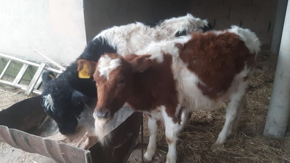 ТАНА жасынан асқан