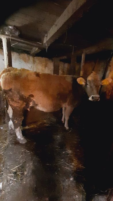 Vaca Bruna de vanzare