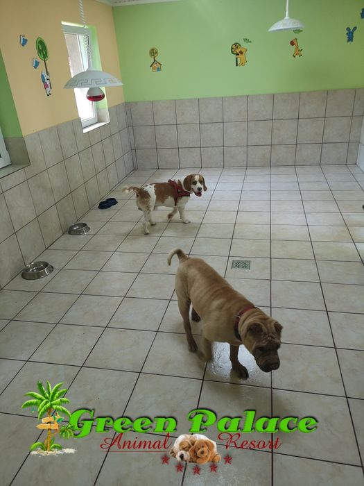 Pensiune Câini și pisici Iași