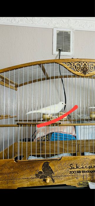 Продаётся самей канарейка англиский рецицев 2025