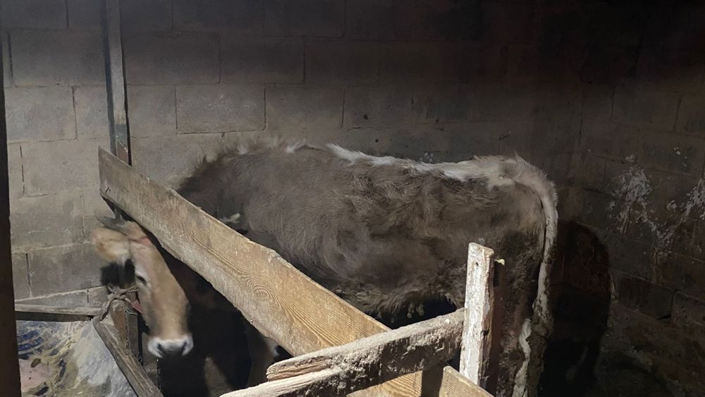 Сиырлар 2,5жасар