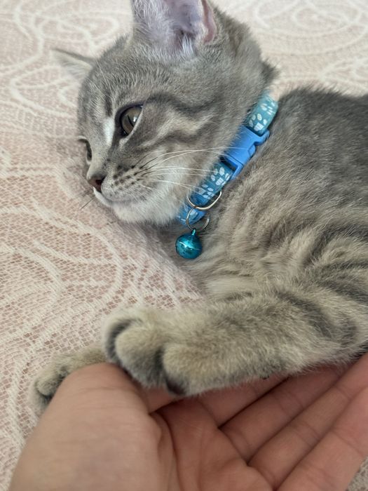 Котенок 6 месяцев