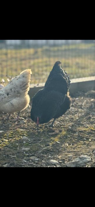 Oua gaini australorp