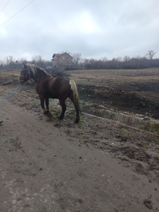 Vând iapa gestantă de patru luni la garanție la trăsături se probează
