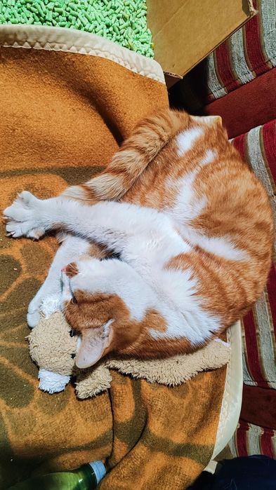 Коте Сами търси дом, осинови го