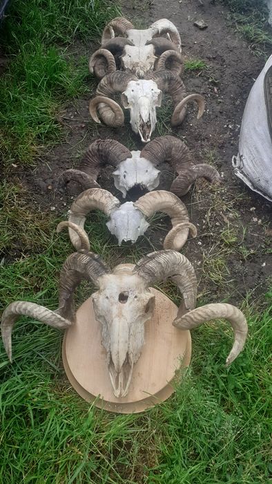 Vând trofee de berbec de diferite mărimi