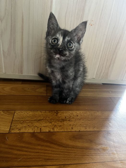 Отдам котят в хорошие руки