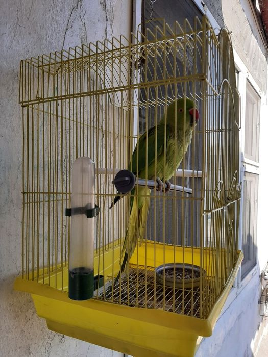 Попугай – самка породы Ожереловых